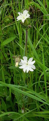 220px-Compagnon_blanc,_plant_femelle.JPG