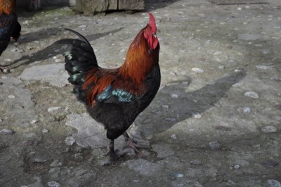 gallo marans 3.jpg