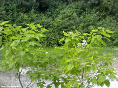 20062018catalpa.jpg