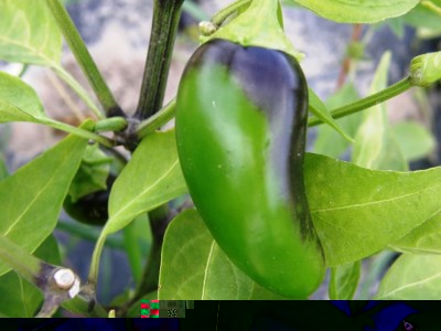 il-peperoncino-jalapeno-_NG7.jpg