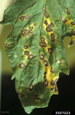 septoria lycopersici - pomodoro.jpg