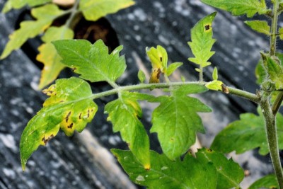 Pseudomonas syringae  pv. tomato- pomodoro rz.JPG