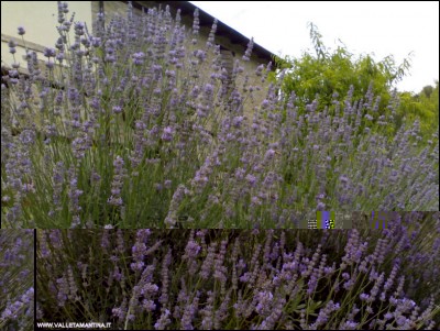 28062018lavanda.jpg