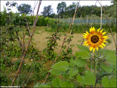 03072018orto-casa-girasole.jpg