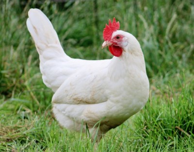 gallina-livornese-bianca-696x544.jpg