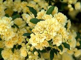 Rosa Bancksiae Lutea.jpg