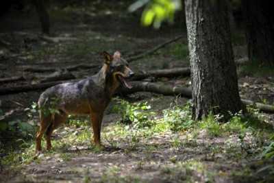 Lupo Ibrido PH M. Bassano.jpg