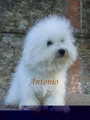 antonio M1.JPG