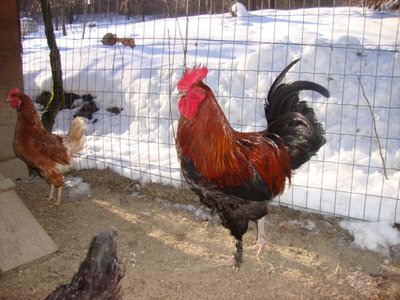 gallo marans.jpg