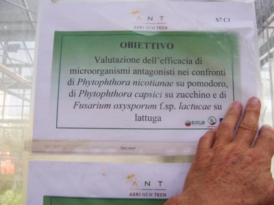 prove di lotta biologica.JPG