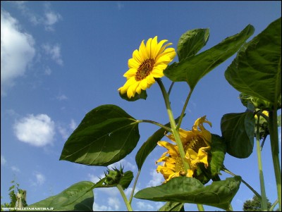 15072018girasole-gigante.jpg