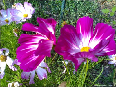 16072018cosmea.jpg