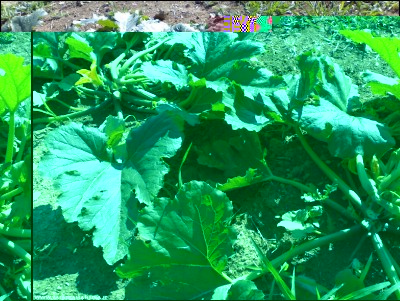 18072018zucchine3.jpg