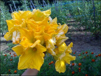 16072018fiori-zucca.jpg