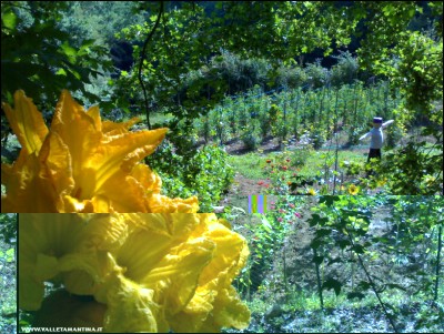 21072018fiori-zucca.jpg