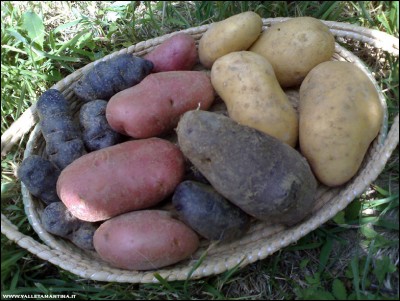 22072018patate-multicolor.jpg