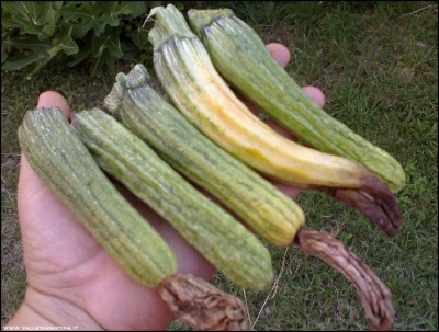 28072018zucchine.jpg