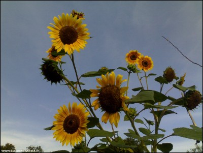 29072018girasoli.jpg