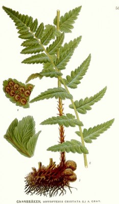 502_Dryopteris_cristata.jpg