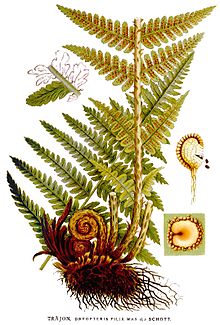 Dryopteris_filix_mas_nf.jpg