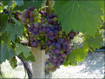 02082018grappolo-sangiovese.jpg