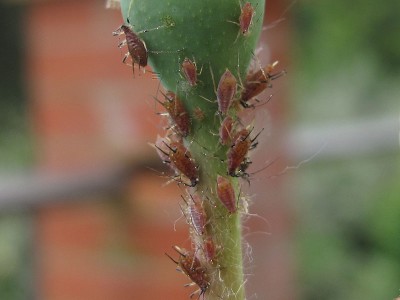 Macrosiphum-rosae-colonia.jpg