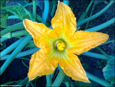 07082018fiore-zucca.jpg