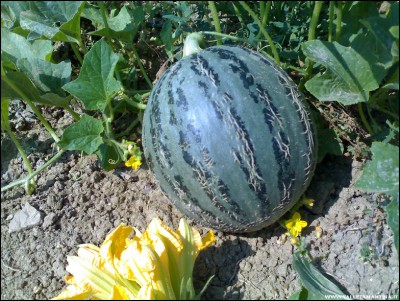 08082018melone.jpg