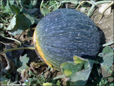 08082018melone2.jpg