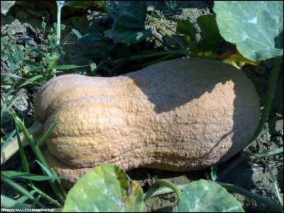 08082018zucca-butternut-rugosa.jpg