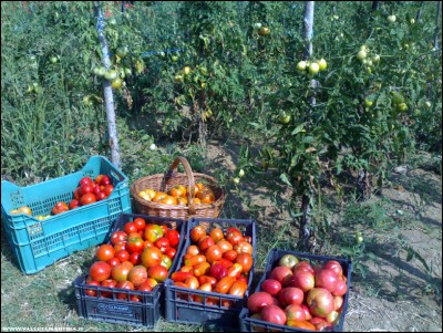 08082018raccolta-pomodori.jpg