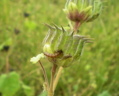 Helicoverpa armigera (giovane larva).JPG