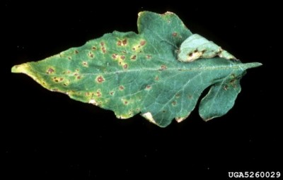 X. vesicatoria on tomato leaf.jpg