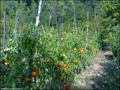 09082018pomodori.jpg