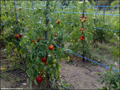 09082018pomodori2.jpg