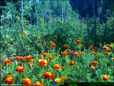 09082018pomodori-tagete.jpg