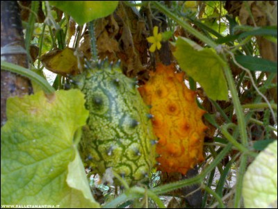 03092017kiwano.jpg