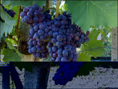 08082018sangiovese.jpg