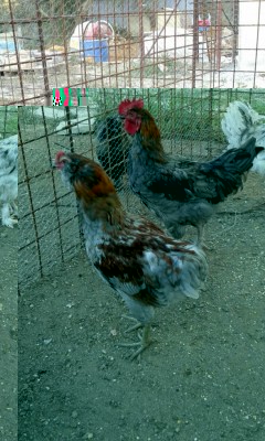 Araucana maschio selvatico blu.jpg