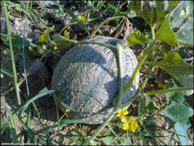 31082018melone-retato.jpg