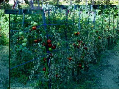 01092018pomodori.jpg