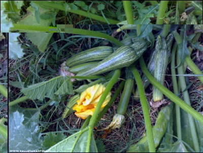 07092018zucchine.jpg