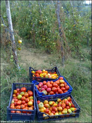 07092018pomodori-orto-casa.jpg