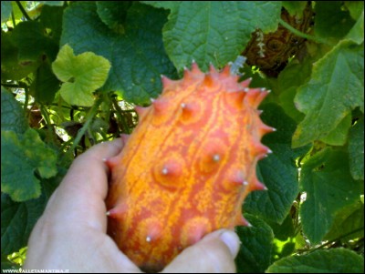 10092018kiwano.jpg