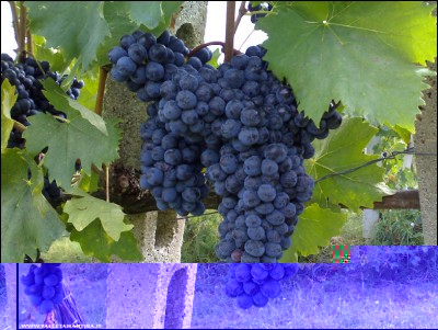 10092018sangiovese.jpg