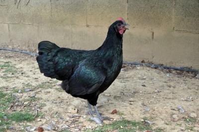 Australorp-5-mesi.jpg