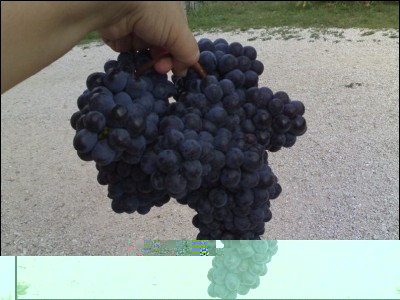 20092018sangiovese2185g.jpg