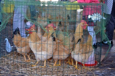 galline_bionda_piemontese1.jpg