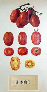 pomodoro-re-umberto.jpg