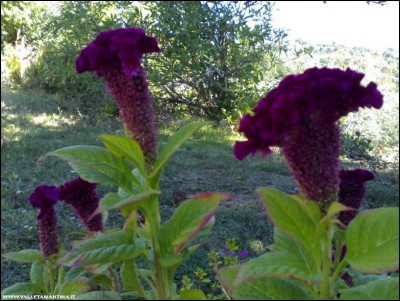 30092018celosia.jpg